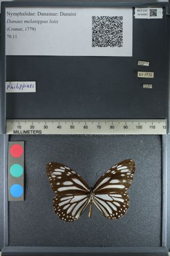 Media type: image;   Entomology 165687